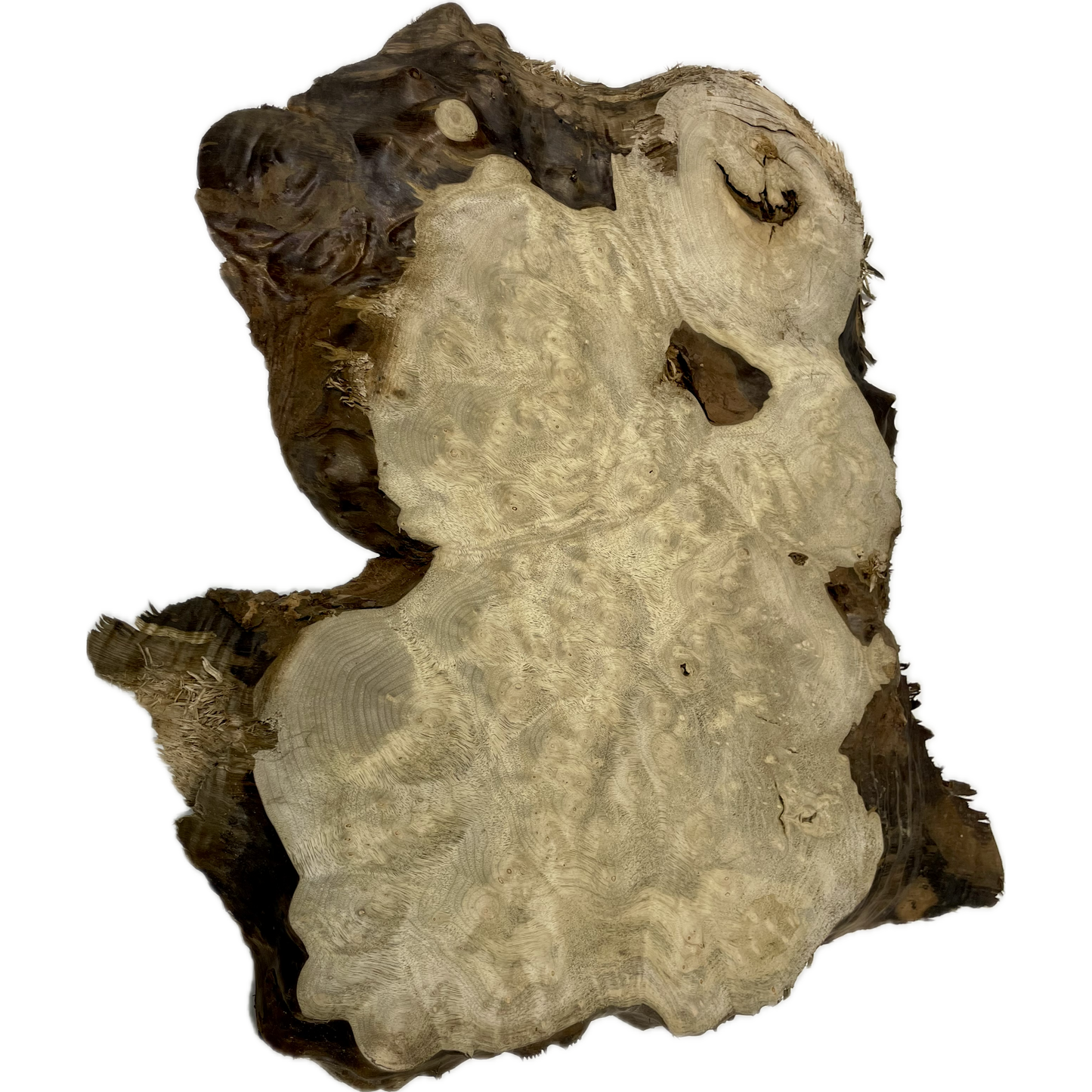 Myrtle, Burl Slab | 1-¼"x14"x17"(WYSIWYG)