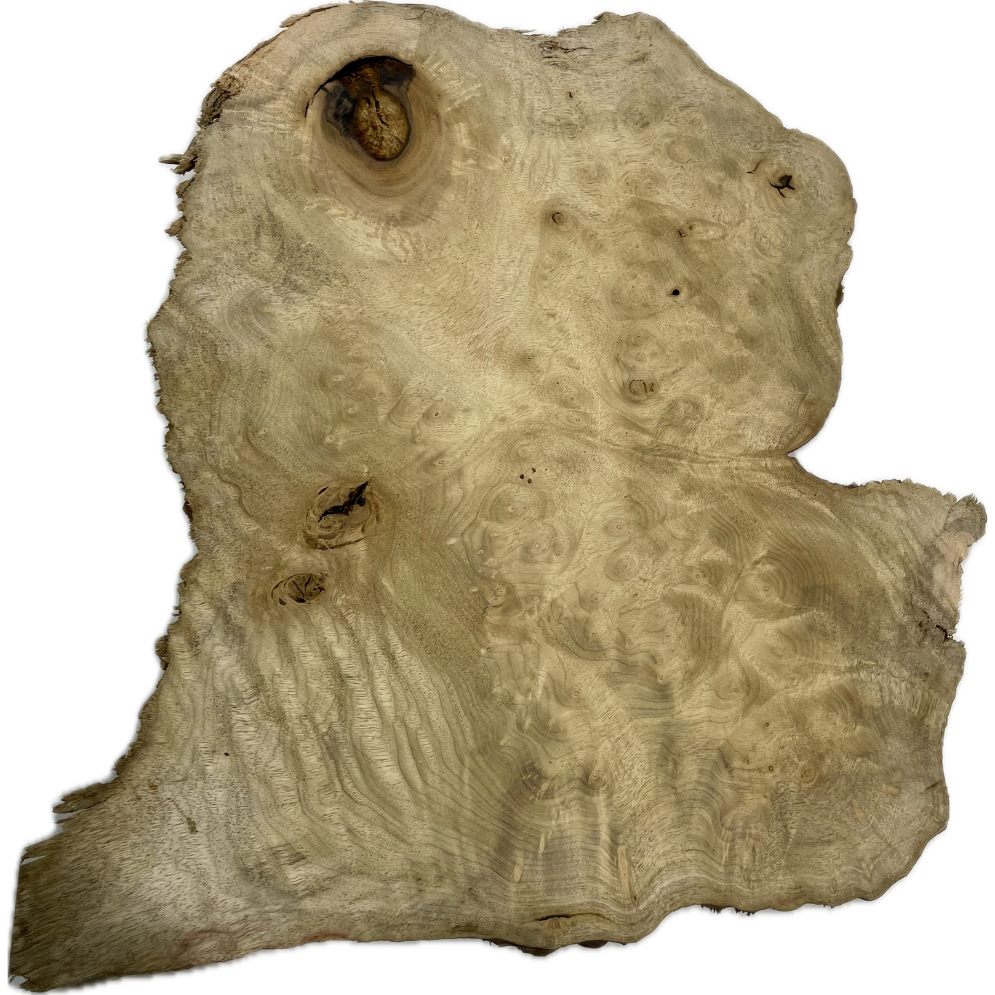 Myrtle, Burl Slab | 1-¼"x14"x17"(WYSIWYG)