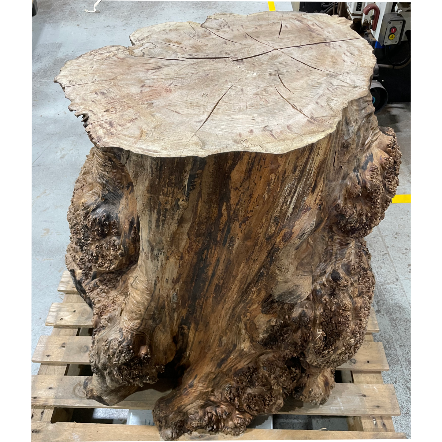Maple Burl Log | 19"x33"x29"(WYSIWYG)