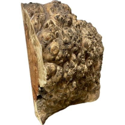 Amboyna Burl | 2" x 10" x 11"(WYSIWYG)
