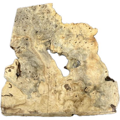 Buckeye Burl 12"x11"x2"(WYSIWYG)