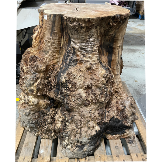Maple Burl Log | 19"x33"x29"(WYSIWYG)