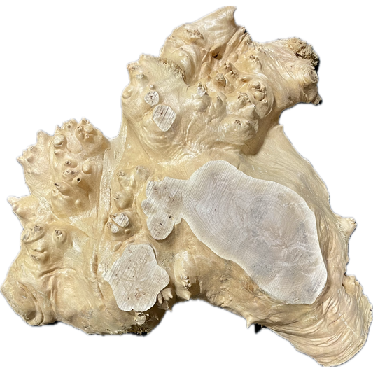 Maple Burl Slab |  2-¾" x 19" x 19"(WYSIWYG)