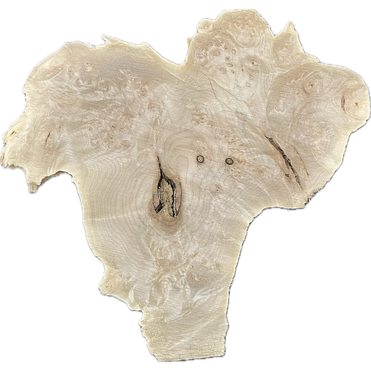 Maple Burl Slab |  2-¾" x 19" x 19"(WYSIWYG)