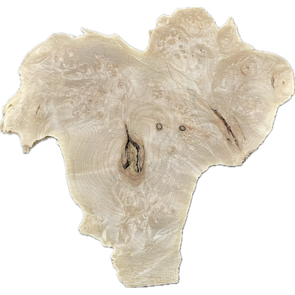 Maple Burl Slab |  2-¾" x 19" x 19"(WYSIWYG)